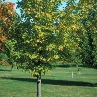 thumbnail for publication: Acer saccharum 'Endowment': 'Endowment' Sugar Maple
